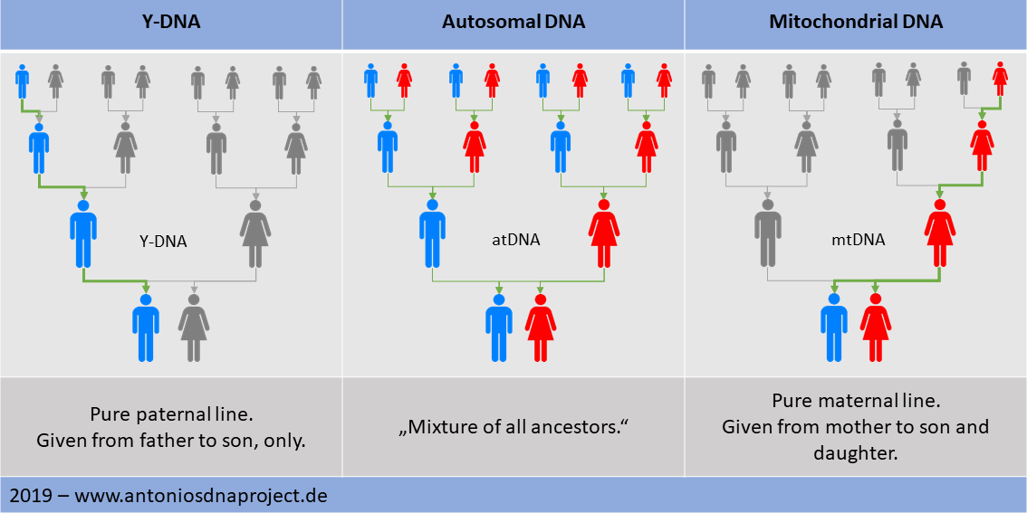 https://antoniosdnaproject.de/wp-content/uploads/2019/10/Overview-DNA-en.png
